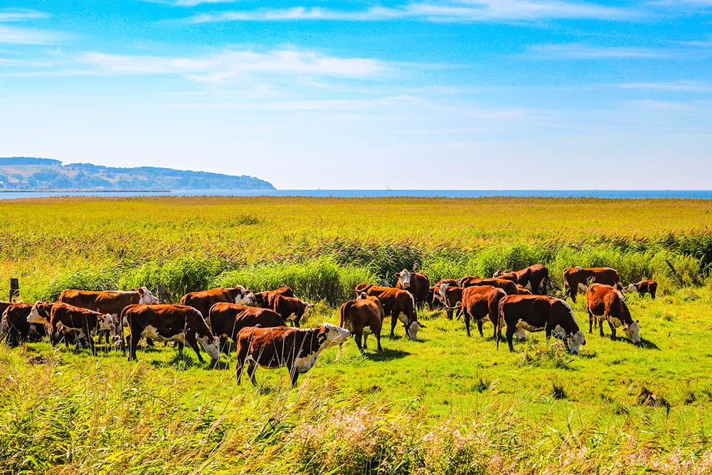 In den Salzwiesen der Boddengewässer grasen die Rinder in Freilandhaltung