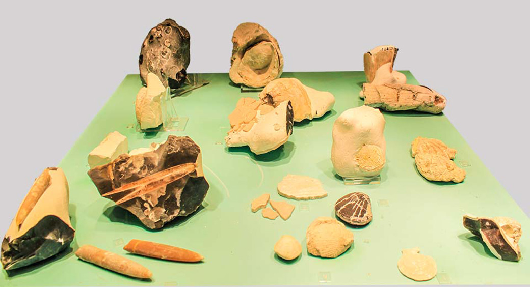 Versteinerungen im Kreidemuseum